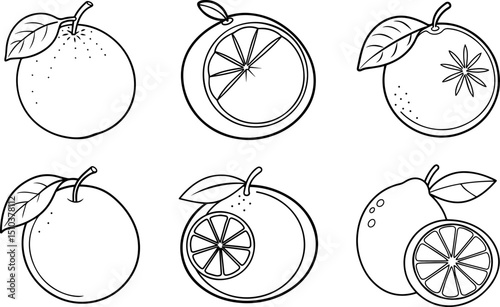 Set of citrus outline vector illustration, line art	