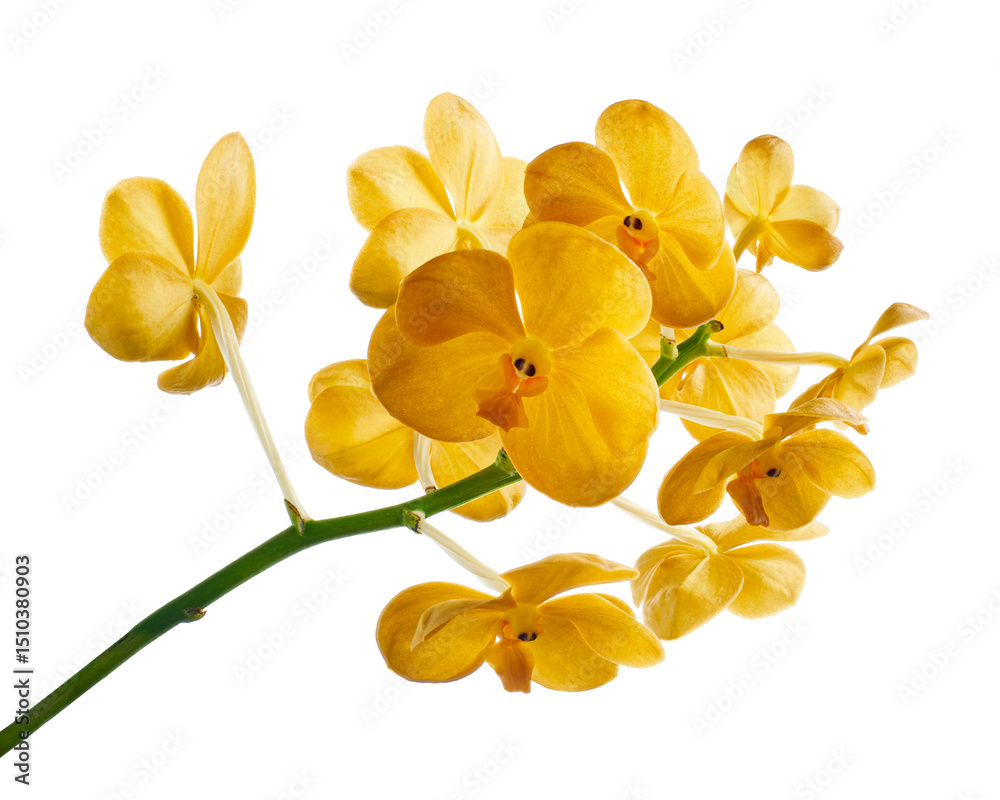 Fototapeta premium Vanda Orchids, Yellow Orchids isolated on white background, with clipping path 