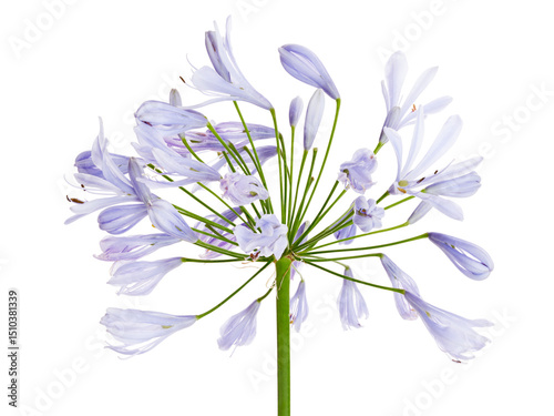 Agapanthus flower, Lily of the Nile, African-lily flower isolated on white background, with clipping path photo