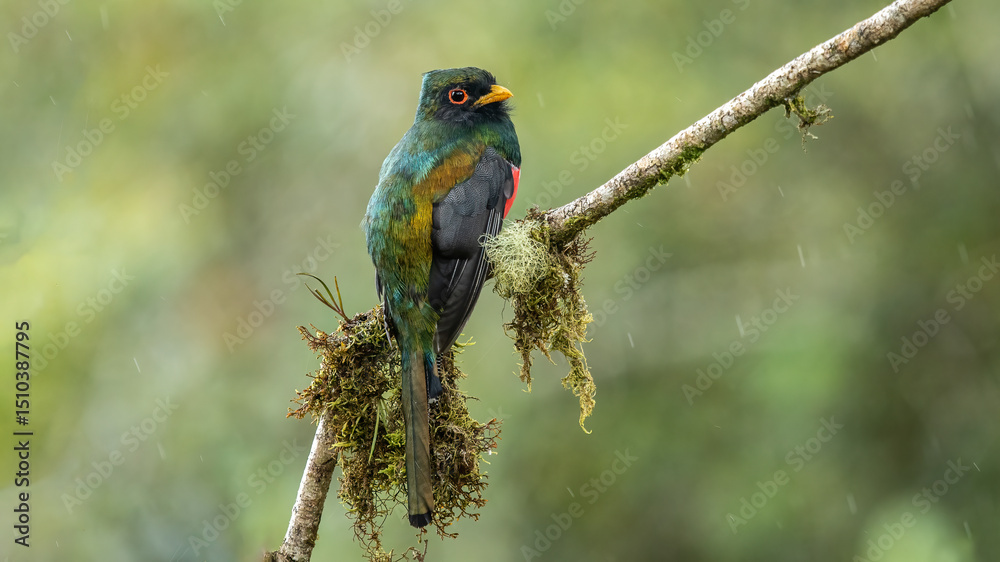 Fototapeta premium The collared trogon is a passerine bird in the family Trogonidae, closely related to the quetzals and trogons. It is found in Mexico, Central America, and northern South America.