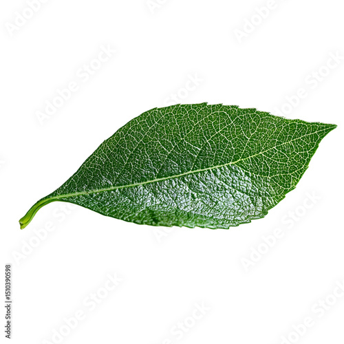 Green leaf isolated on a transparent background