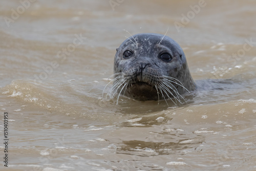 Close-up of head of harbor seal/common seal (Phoca vitulina) swimming in the water. Baie de Somme, France
