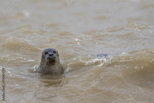 Close-up of common seal/harbor seal (Phoca vitulina) swimming in the sea and looking at canera. Baie de Somme, France