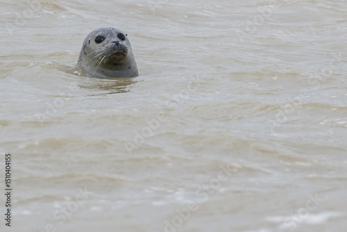 Close-up of head of harbor seal/common seal (Phoca vitulina) swimming in the sea. Baie de Somme, France. Copy space