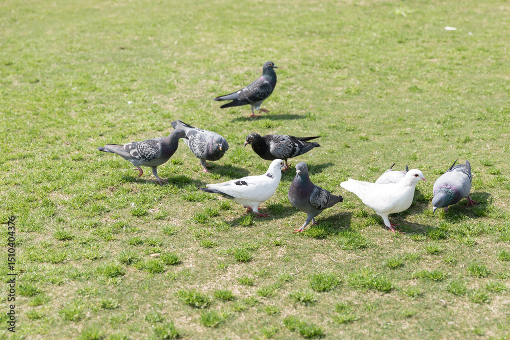 Fototapeta premium Flock Of Pigeons Grazing On Lush Green Grass Field Outdoors