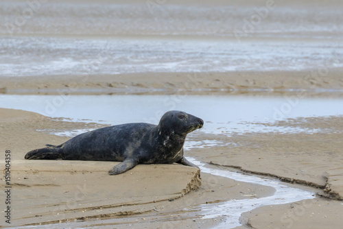 Grey seal (Halichoerus grypus) on sandbank, with head raised, looks ahead. Side view. Baie de Somme, France