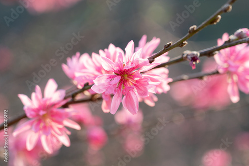 Spring Peach Blossom Trees In Full Bloom Against Blue Sky Landscape Photography