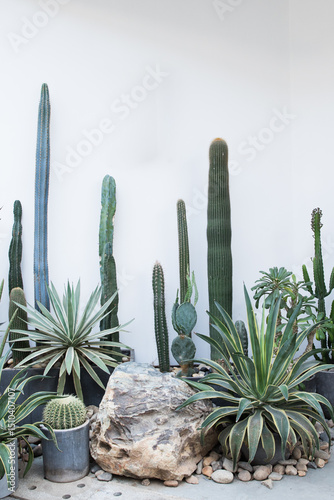 Minimalist Artistic Cactus Plant Arrangement Against White Wall Decor Scene