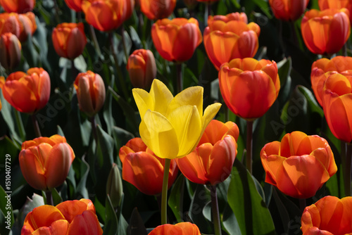 Gelbe Tulpe im orangen Tulpenfeld (nah)
