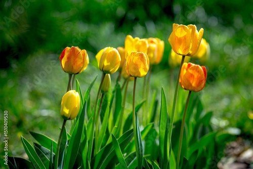 Golden Yellow Tulips Blooming in Spring Garden Panorama