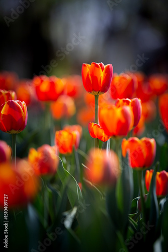 Dreamy Surreal Tulip Field with Soft Focus in Spring Photo