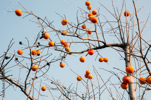 Ripe Autumn Persimmons Ready for Harvest in Orchard Setting