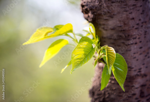 Old Tree Branch with Fresh New Buds and Leaves in Spring Close Up Photo