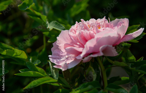 Large Pink Peony Flower with Lush Petals in Garden Close Up Photo