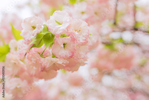 Fresh Pink And White Cherry Blossom Background Pattern For Spring Aesthetic Design
