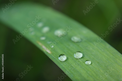 Macro Close Up Of Water Droplets On Lush Green Grass Blade