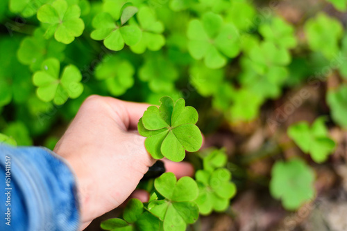 Macro Green Four Leaf Clover Lucky Plant Symbol In Nature Photography