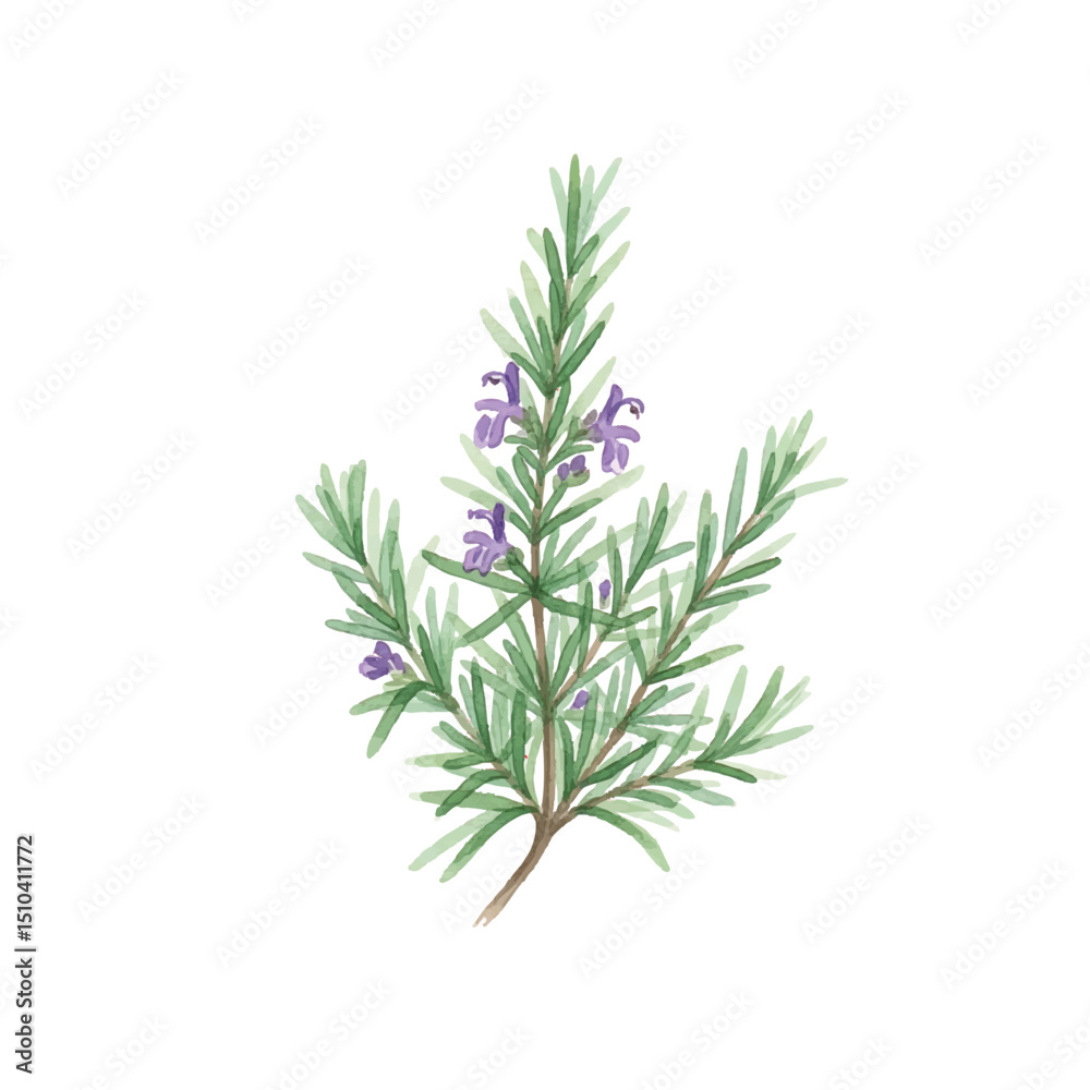 Naklejka premium Watercolour Illustration of Rosemary herb on Transparent PNG Background