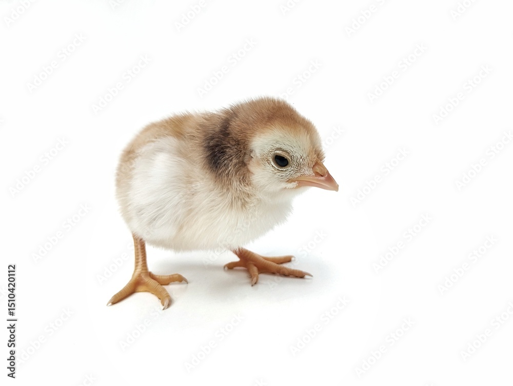 Fototapeta premium Cute chick isolated on white background