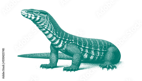 Ackie Monitor lizard vector