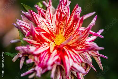 Vibrant Pink and White Dahlia in Full Bloom on a Green Background