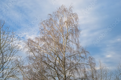 White and red branches of a bare silver birch on a blue sky with grey clouds - Betula pendula 