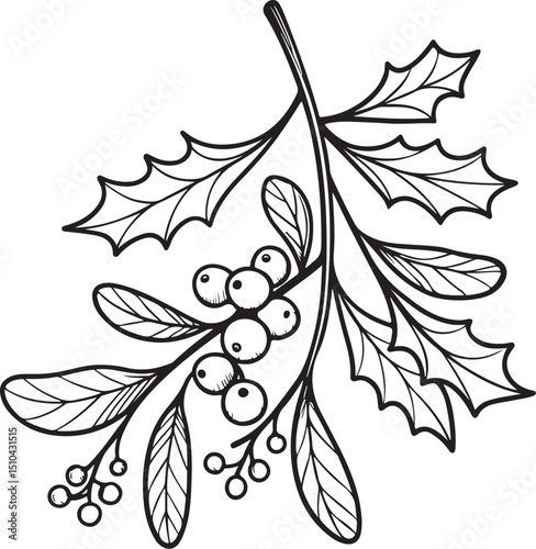 Mistletoe for Christmas Vector Illustration, Sketch Drawing Line Linear Symbol Icon Engraving Coloring Book, Hand-drawn Black and White Isolated