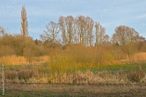  Sunny marsh landscape with golden reed and bare winter trees in Bourgoyen nature reserve, Ghent, Flanders, Belgium