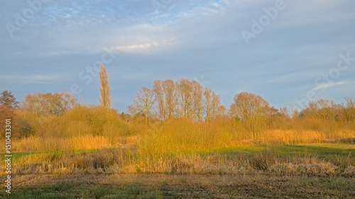 unny marsh landscape with golden reed and bare winter trees in Bourgoyen nature reserve, Ghent, Flanders, Belgium