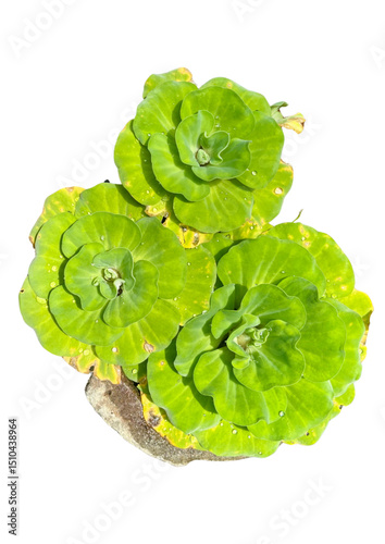 Rossette Water Lettuce