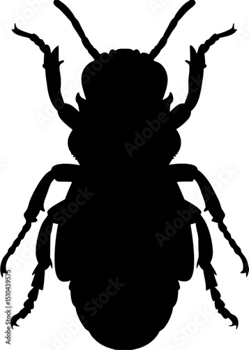 Silhouette of a carpenter bee, symmetrical front view, isolated, minimalist design



