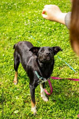 Black dog without breed on a leash in the park on green grass