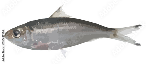 Detailed Vector Illustration of a Herring Fish