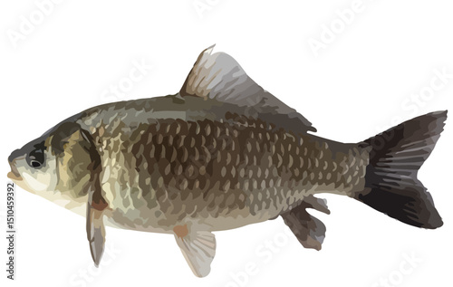 Vector illustration of a Crucian carp fish isolated on white background