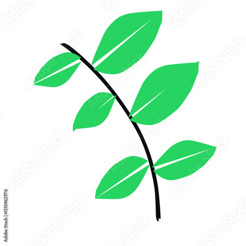 green leaves isolated on white background