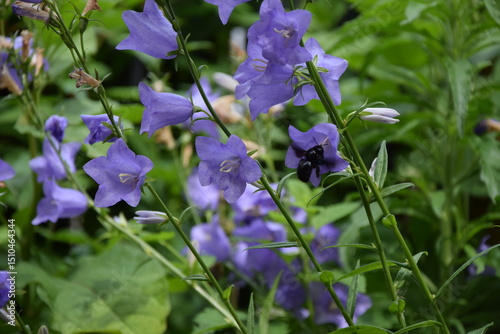 Im Garten photo