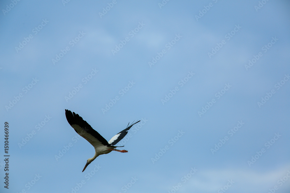 Obraz premium bird is looking for prey on a tree branch.