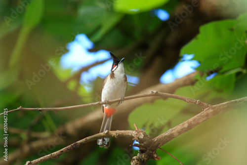 bird is looking for prey on a tree branch.