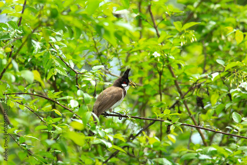 Wallpaper Mural bird is looking for prey on a tree branch. Torontodigital.ca