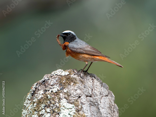 Redstart with insect