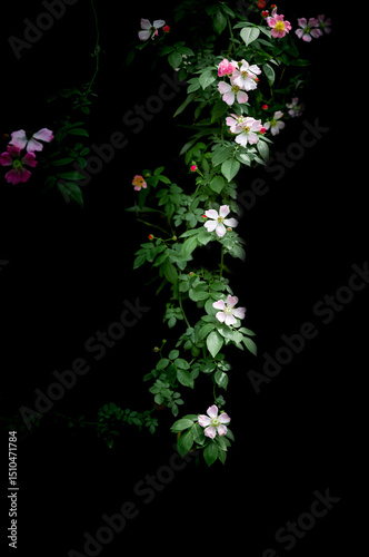 Close up of delicate wild rose cluster blooming in garden