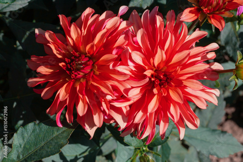 Vibrant Red Dahlias in Full Bloom in a Sunlit Garden