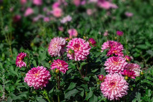 Beautiful Pink Dahlias Blooming in a Vibrant Green Garden Setting