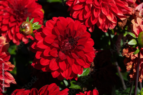 Close-Up of Vibrant Red Dahlia Flowers in Full Bloom