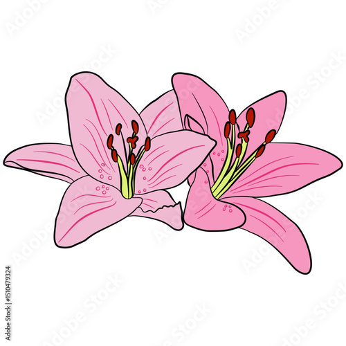 pink lilly flowers and black line elements for decoration on transparent background