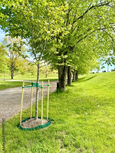 Fotografie Young tree supported by wooden stakes in a green park on a sunny spring day