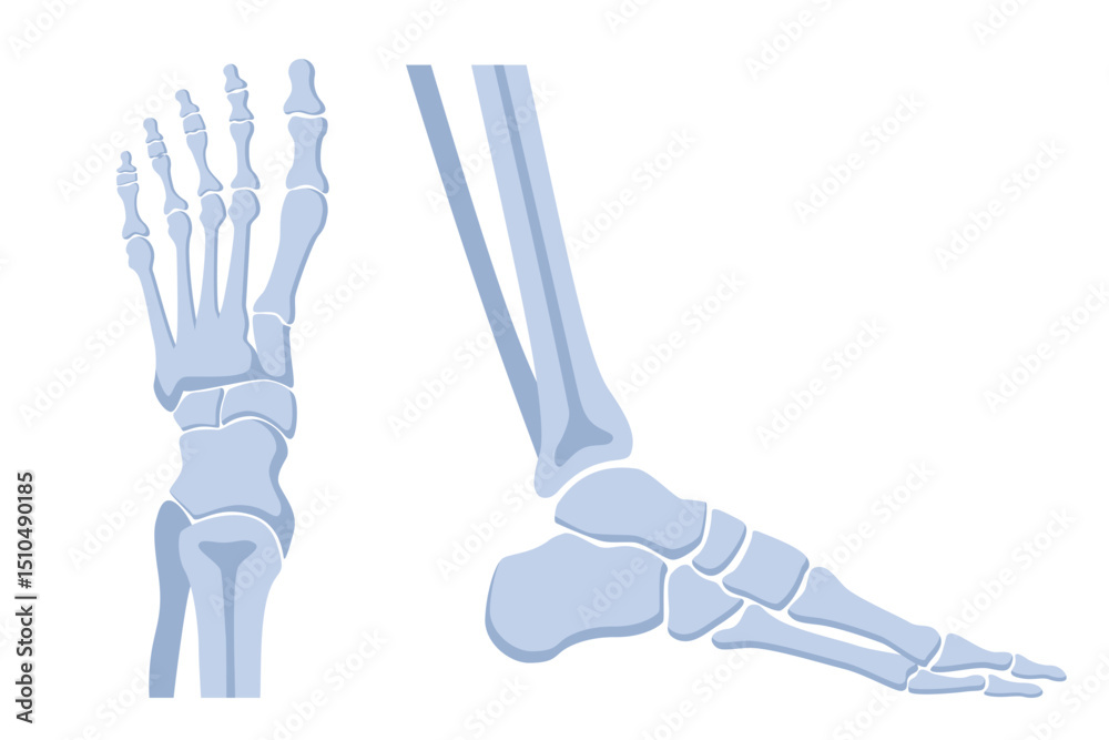 Obraz premium HumanBones-11.eps