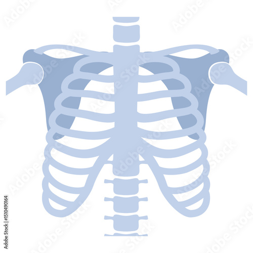 HumanBones-07.eps