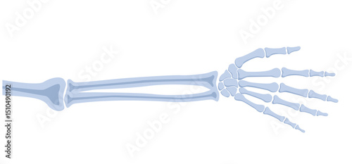 HumanBones-13.eps