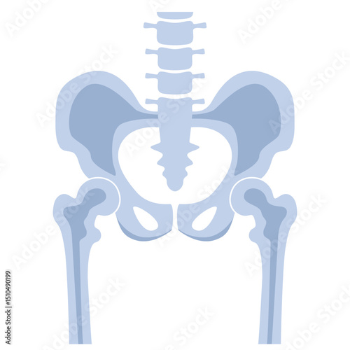 HumanBones-08.eps